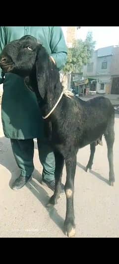 desi Bakri Location Faisalabad 1 mthon ki gaban ha