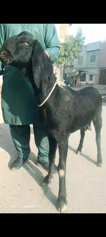 desi Bakri Location Faisalabad 1 mthon ki gaban ha 0