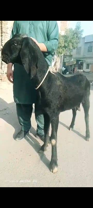 desi Bakri Location Faisalabad 1 mthon ki gaban ha 1