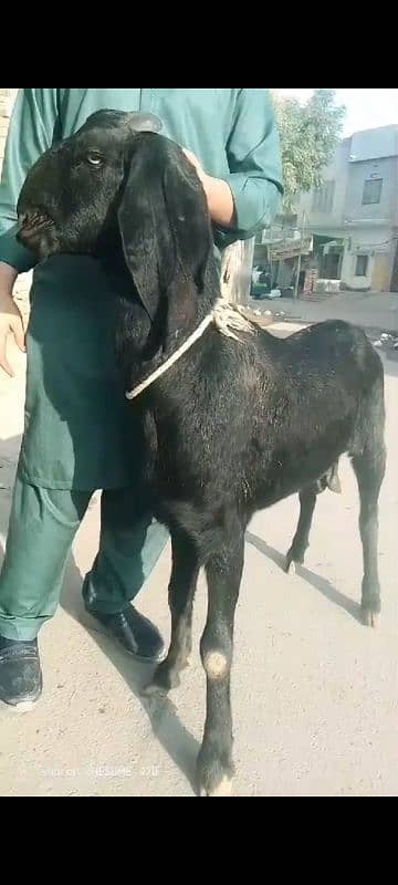 desi Bakri Location Faisalabad 1 mthon ki gaban ha 2