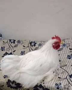 Bantam