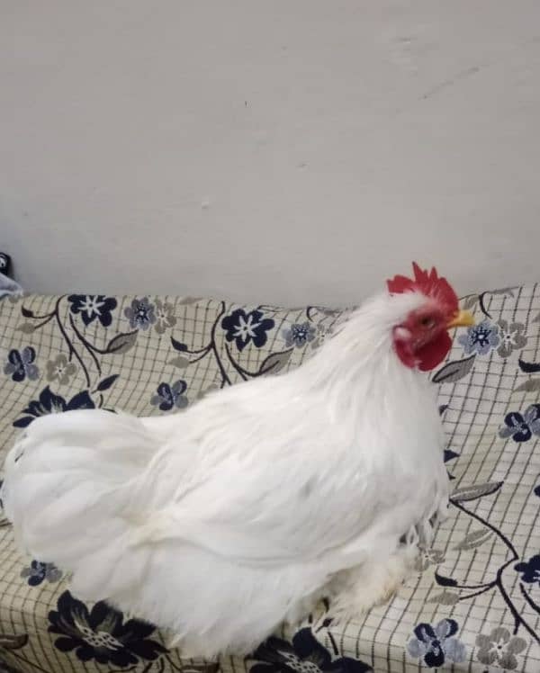 Bantam male for sale Fancy male 3