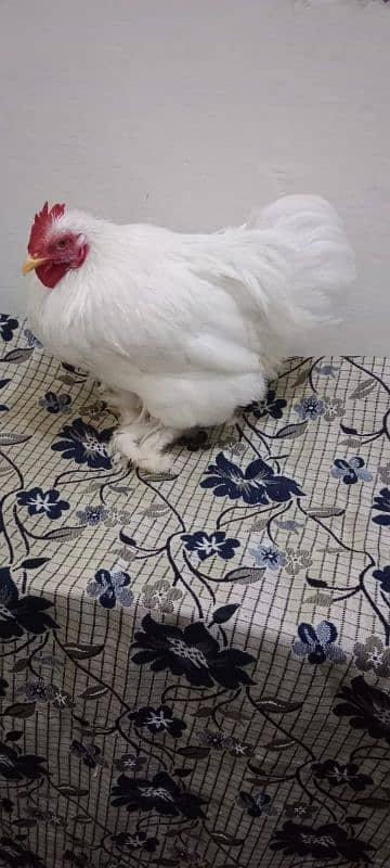 Bantam male for sale Fancy male 2