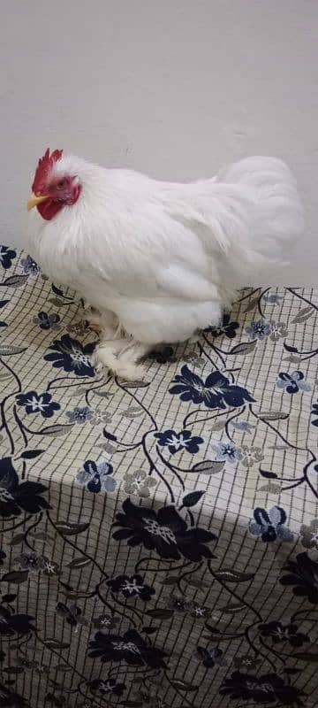 Bantam male for sale Fancy male 1