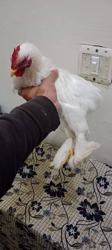 Bantam male for sale Fancy male 4