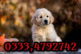 golden retriever puppy 0333,4792742