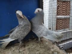 Mix Fancy Pigeons 0304-6522924