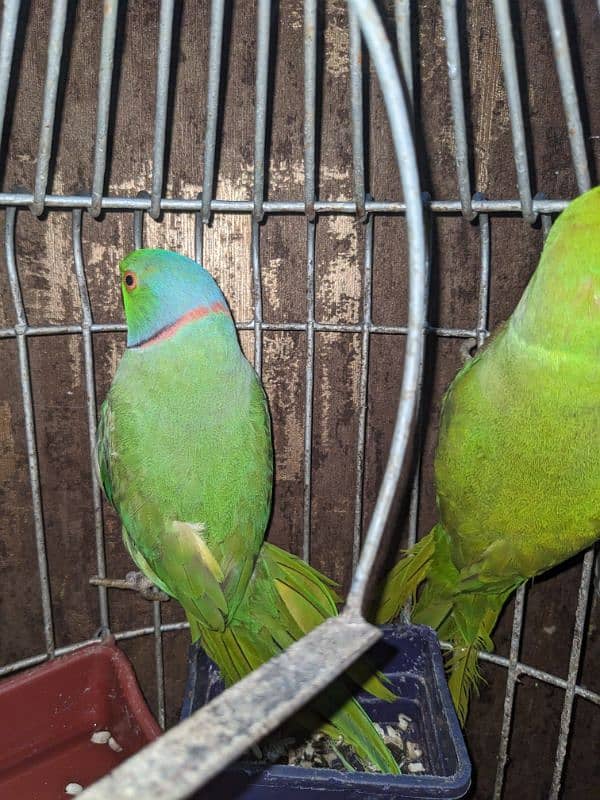 handtame ringneck pair  whatsapp 03222694451 5