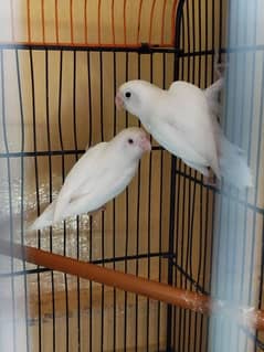 love birds pair