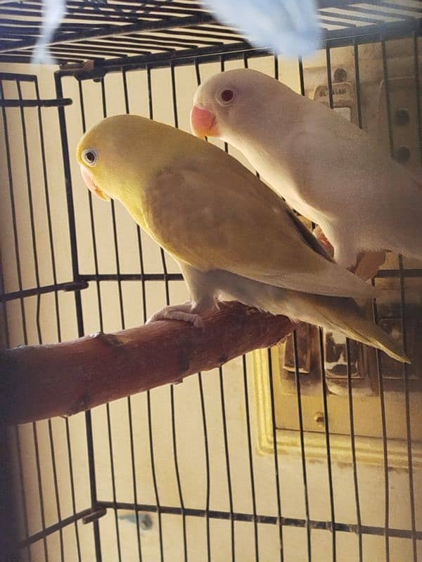 love birds pair 8