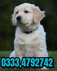 golden retriever pup,s available 0333,4792,742