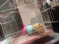 parrot cage