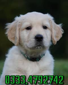 golden retriever puppies 0333,4792742