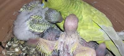 Australian parrot babies for taming