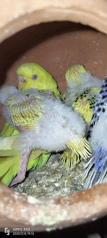 Australian parrot babies for taming 1