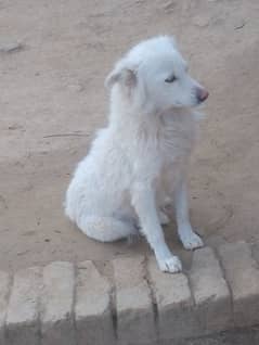 Pishta dog female