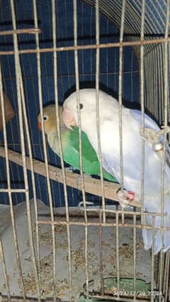 lovebirds with cage. dilute opaline and ino split. price negotiable .