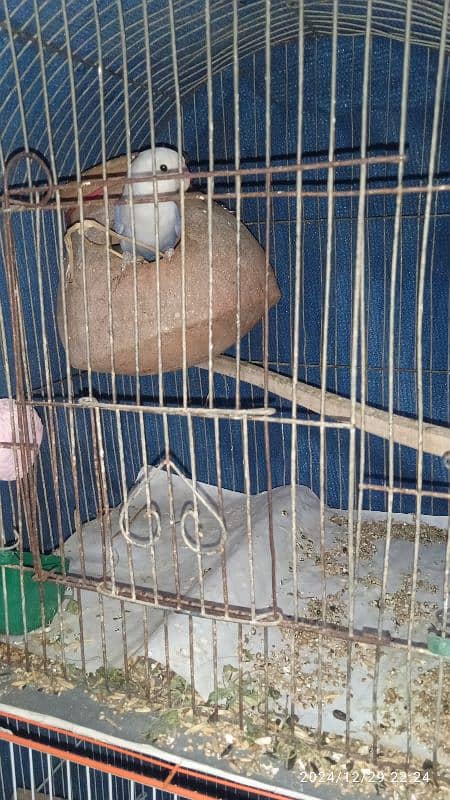 lovebirds with cage. dilute opaline and ino split. price negotiable . 3