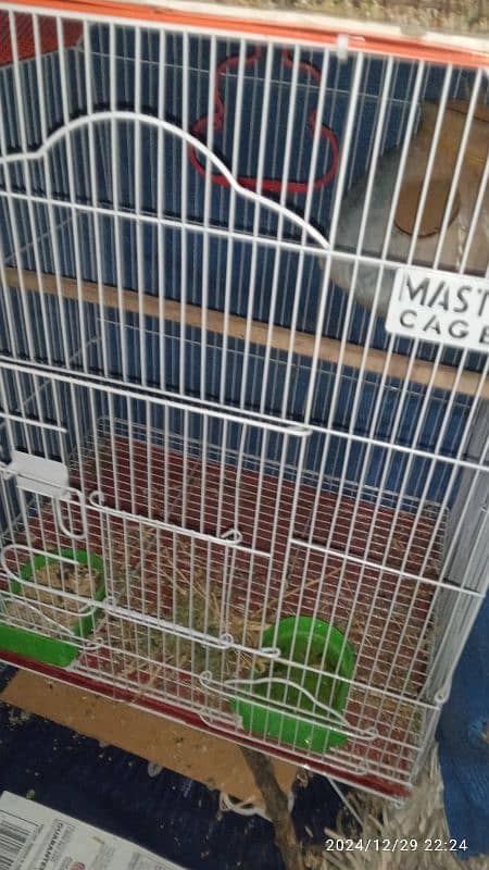 lovebirds with cage. dilute opaline and ino split. price negotiable . 4