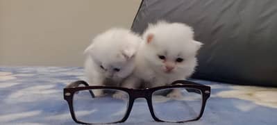 kittens