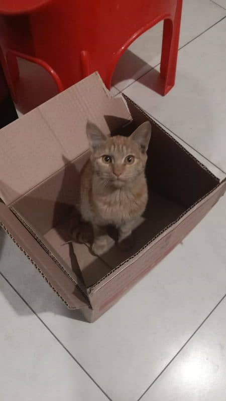 Female Ginger Kitten for sale 1