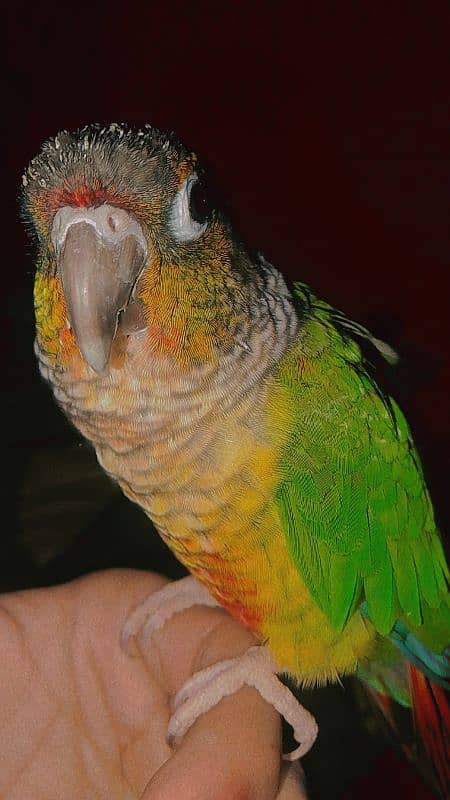 green chicked conure 0