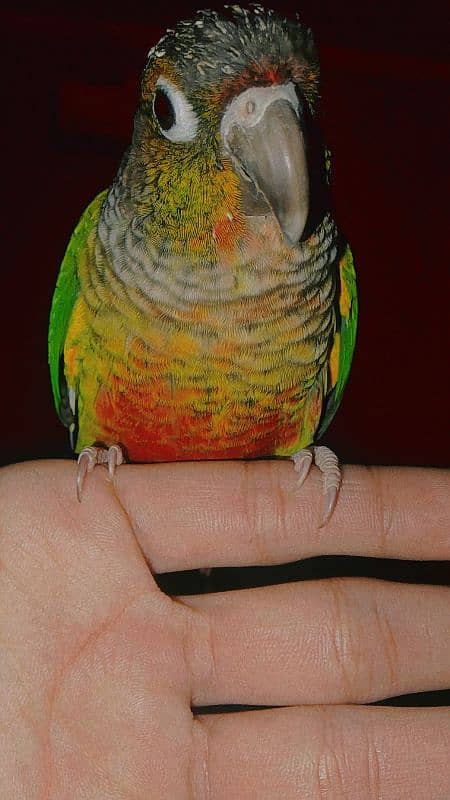 green chicked conure 1