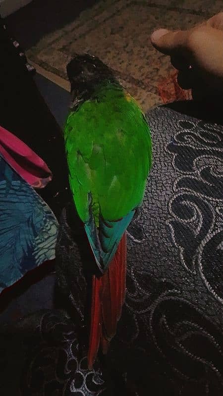 green chicked conure 3