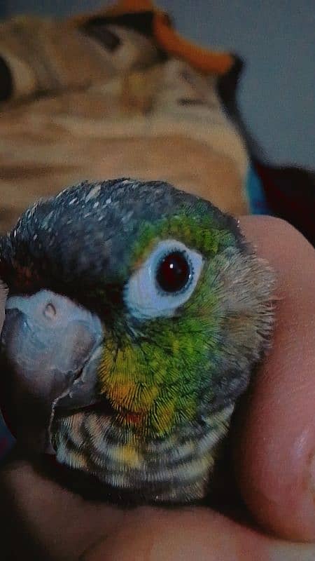 green chicked conure 4