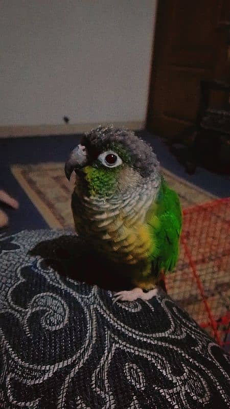 green chicked conure 5