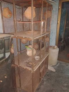 parrots cage