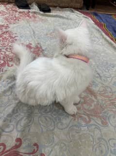 White Persian kitten