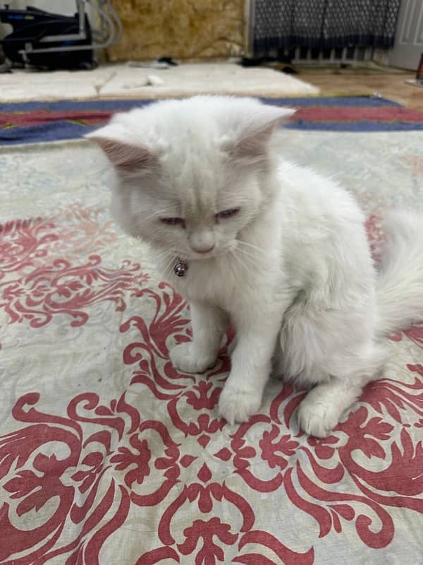 White Persian kitten 1