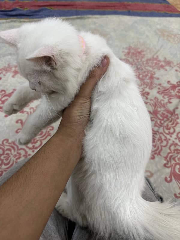 White Persian kitten 2