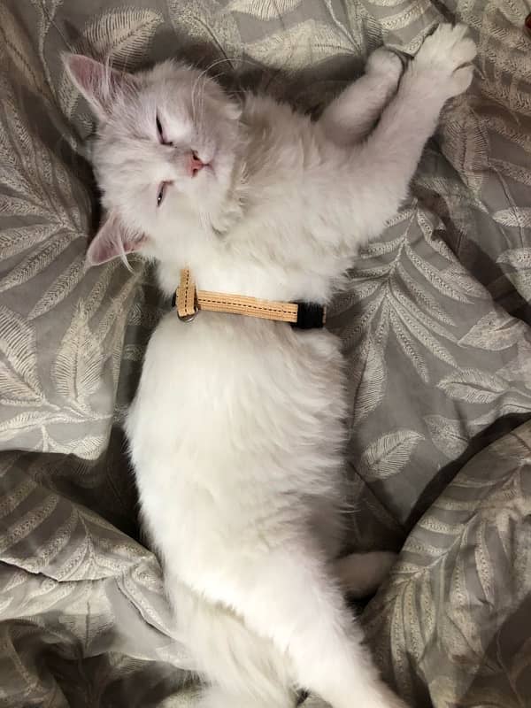 White Persian kitten 3