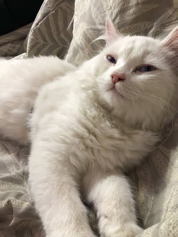 White Persian kitten 4