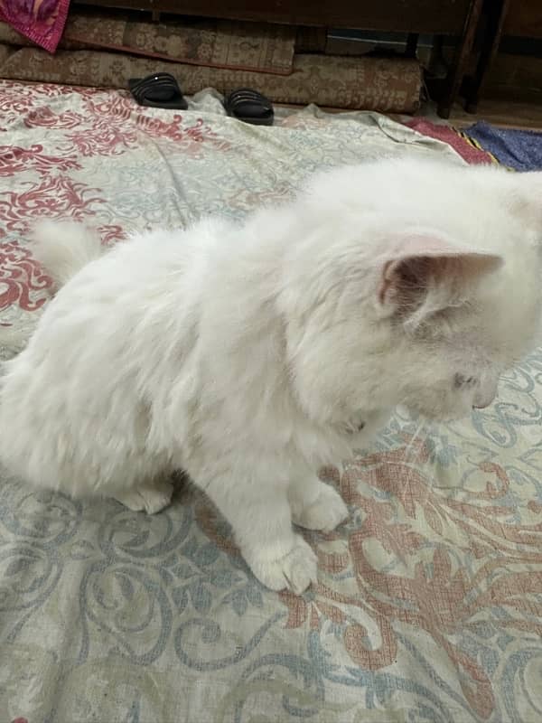 White Persian kitten 5