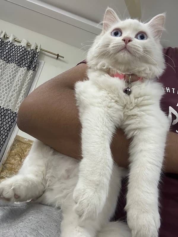 White Persian kitten 6