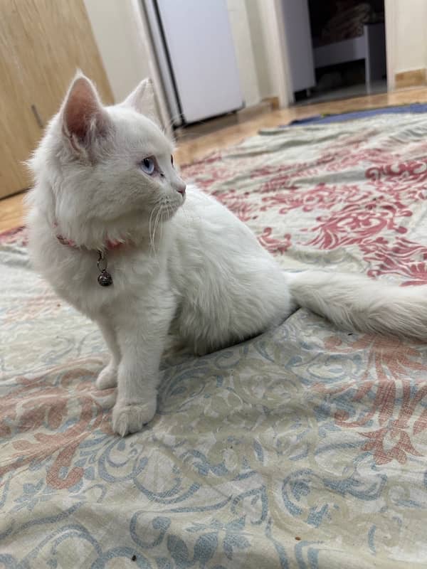 White Persian kitten 7