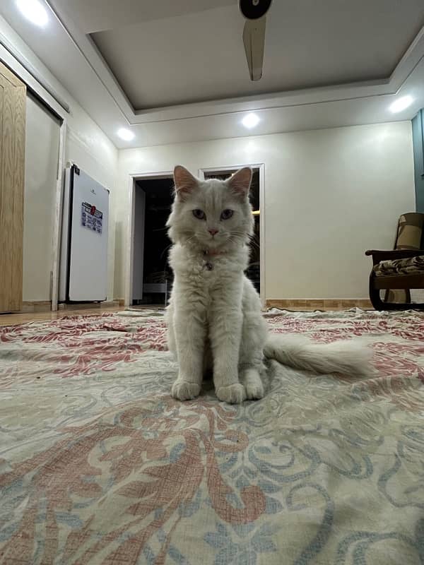 White Persian kitten 8