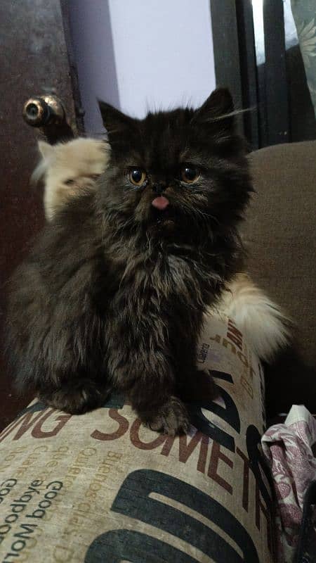 peke /piki male kitten for sell 2