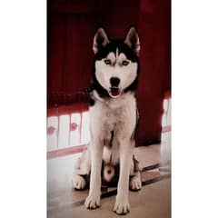 Siberian husky For sale