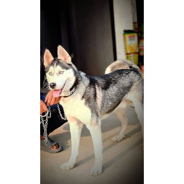 Siberian husky For sale 1