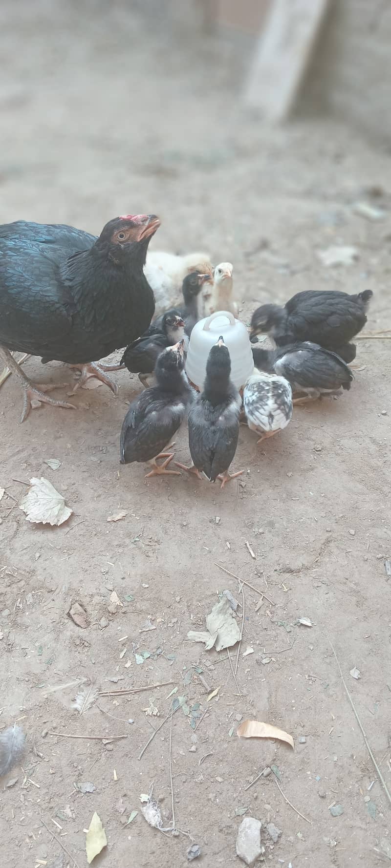 5 Aseel chicks for sale 0