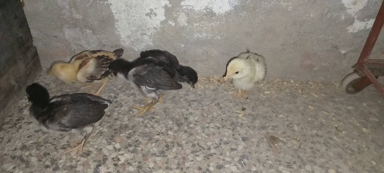 5 Aseel chicks for sale 2