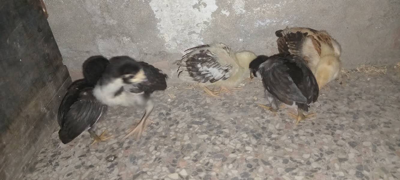 5 Aseel chicks for sale 5