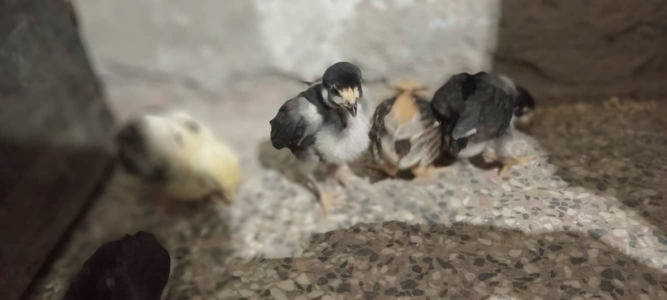 5 Aseel chicks for sale 6