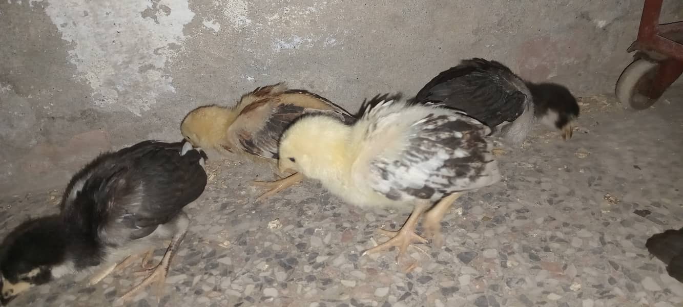 5 Aseel chicks for sale 7