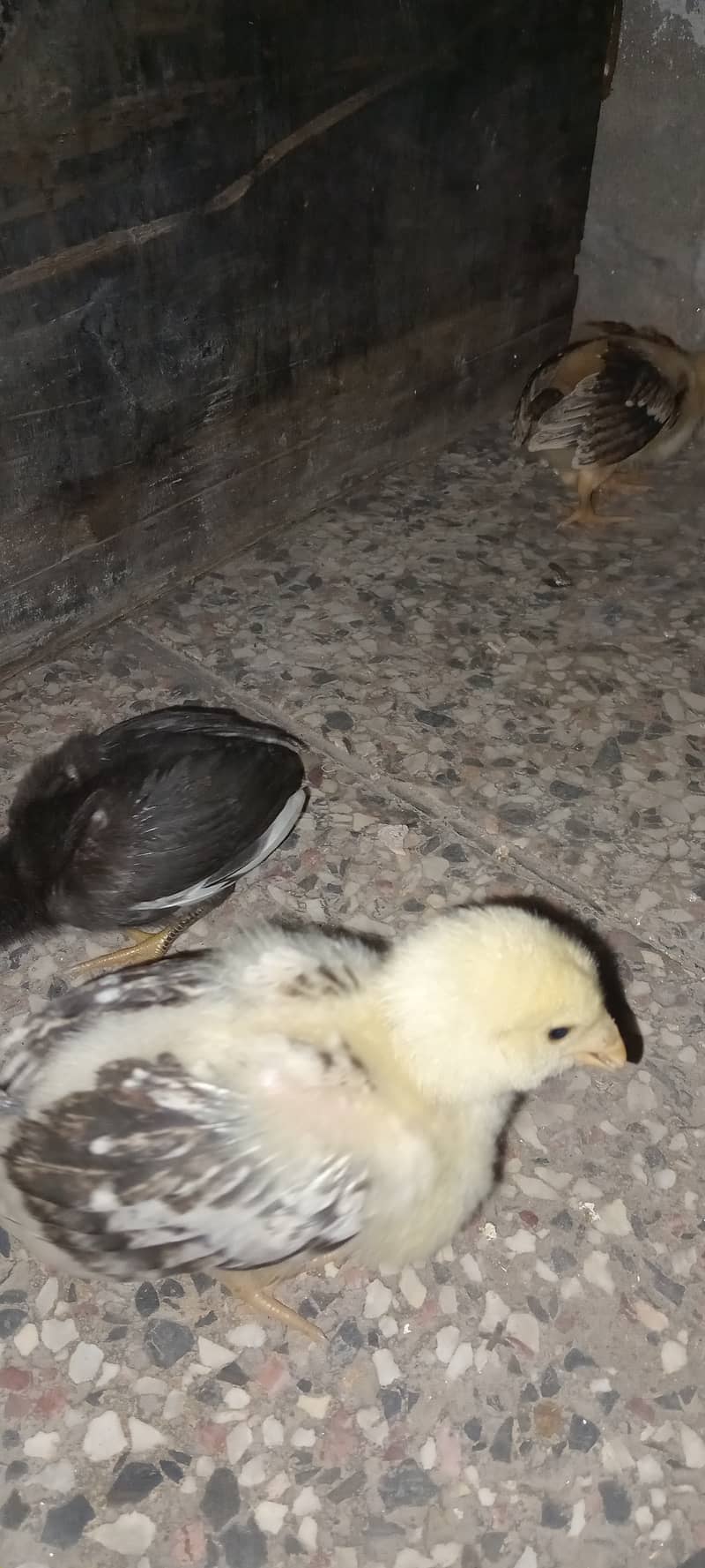 5 Aseel chicks for sale 9