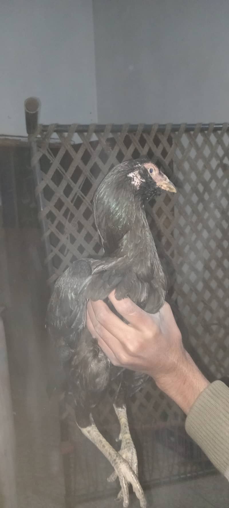 5 Aseel chicks for sale 11